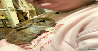 Netherland Dwarf rabbits - Advert 1