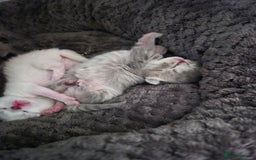 British Shorthair cats for sale: Beautiful British Shorthair girls – Ready Now! - Image 4