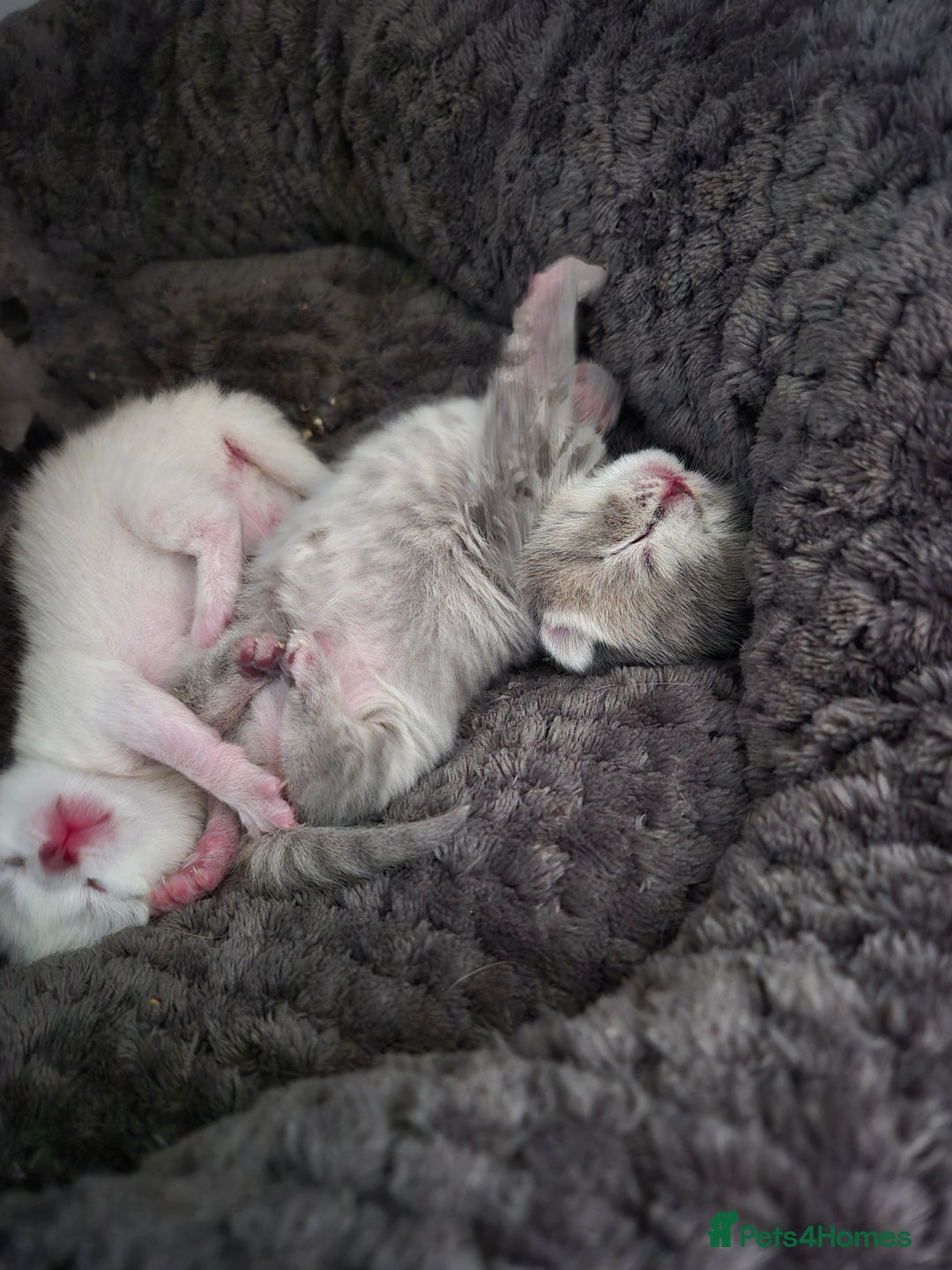 British Shorthair cats for sale: Beautiful British Shorthair girls – Ready Now! - Image 4