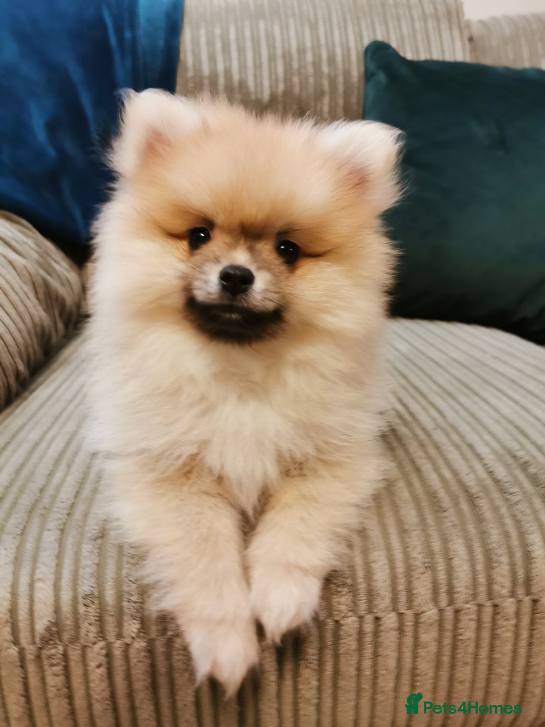 Pomeranian dogs for sale: Pomeranian male KC puppy  - Advert 5