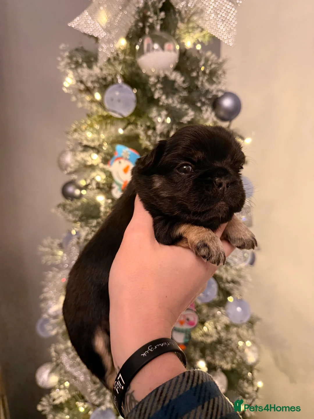 French Bulldog dogs for sale: Reduced 1 Female visual fluffy - Ready now - Advert 14