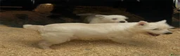 West Highland Terrier dogs for sale: West Highland Terrier boy looking new home - Advert 2