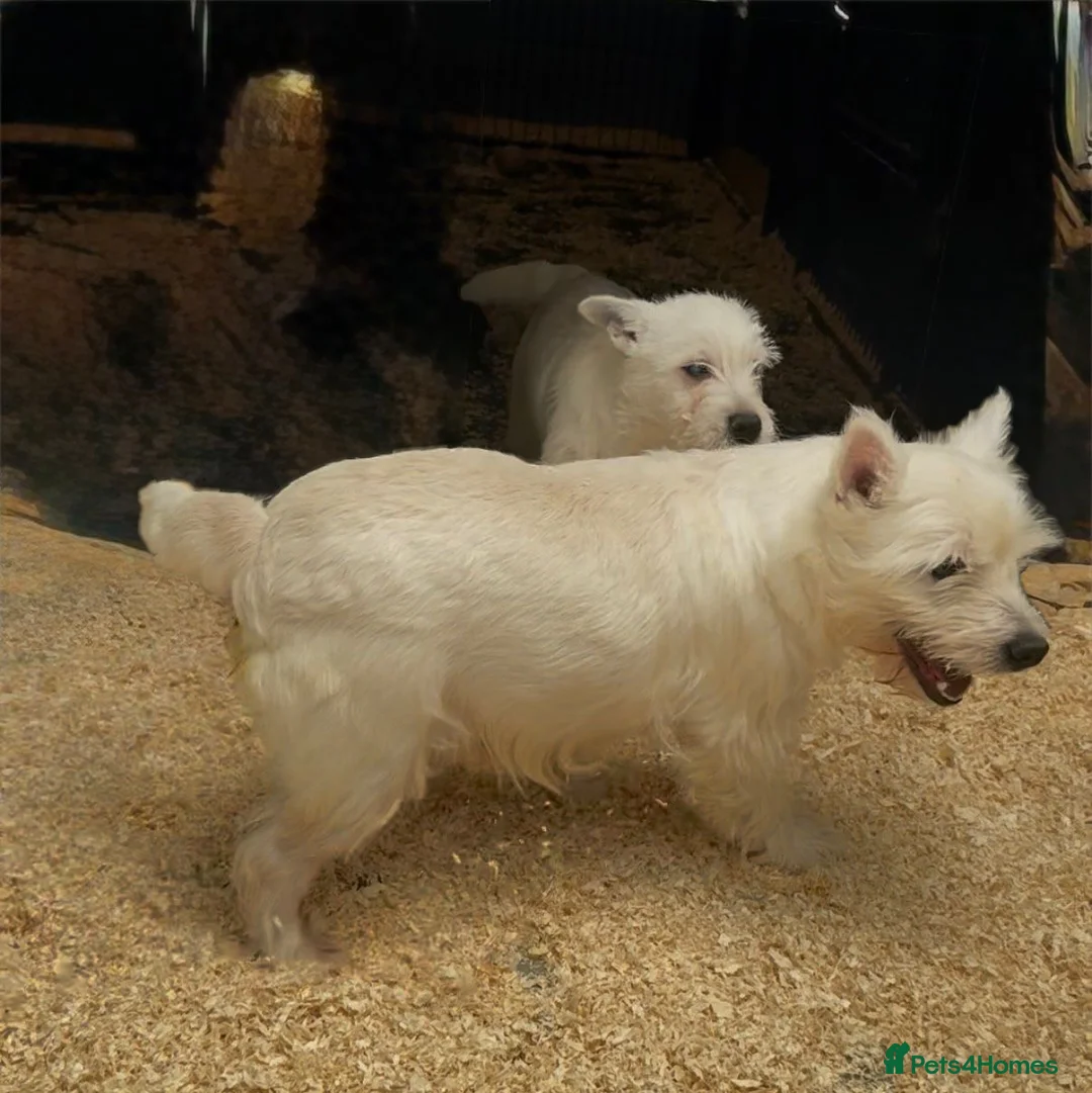 West Highland Terrier dogs for sale: West Highland Terrier boy looking new home - Advert 2