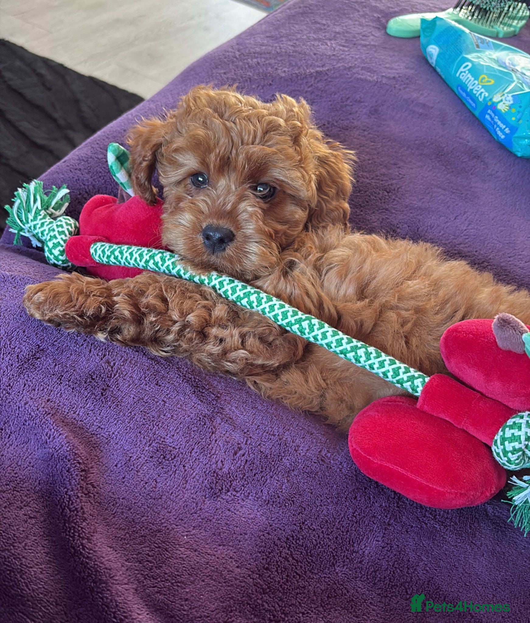 Cavapoo dogs Beautiful Red cavapoo Puppy for sale  - Advert 1