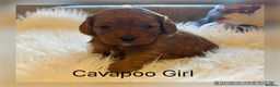 Cavapoo dogs for sale: Gorgeous F1 Cavapoo’s  - Advert 2