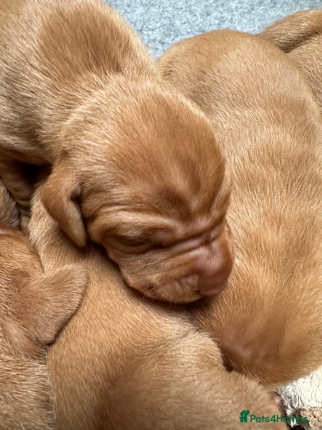 Hungarian Vizsla dogs for sale: 1CHUNKY DEEP RED HUNGARIAN VIZSLA GIRL PUPPY LEFT - Image 8