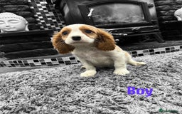 Cavalier King Charles Spaniel dogs for sale: *KC Registered DNA BVA/PRA Clear Cavalier Puppies* - Image 1