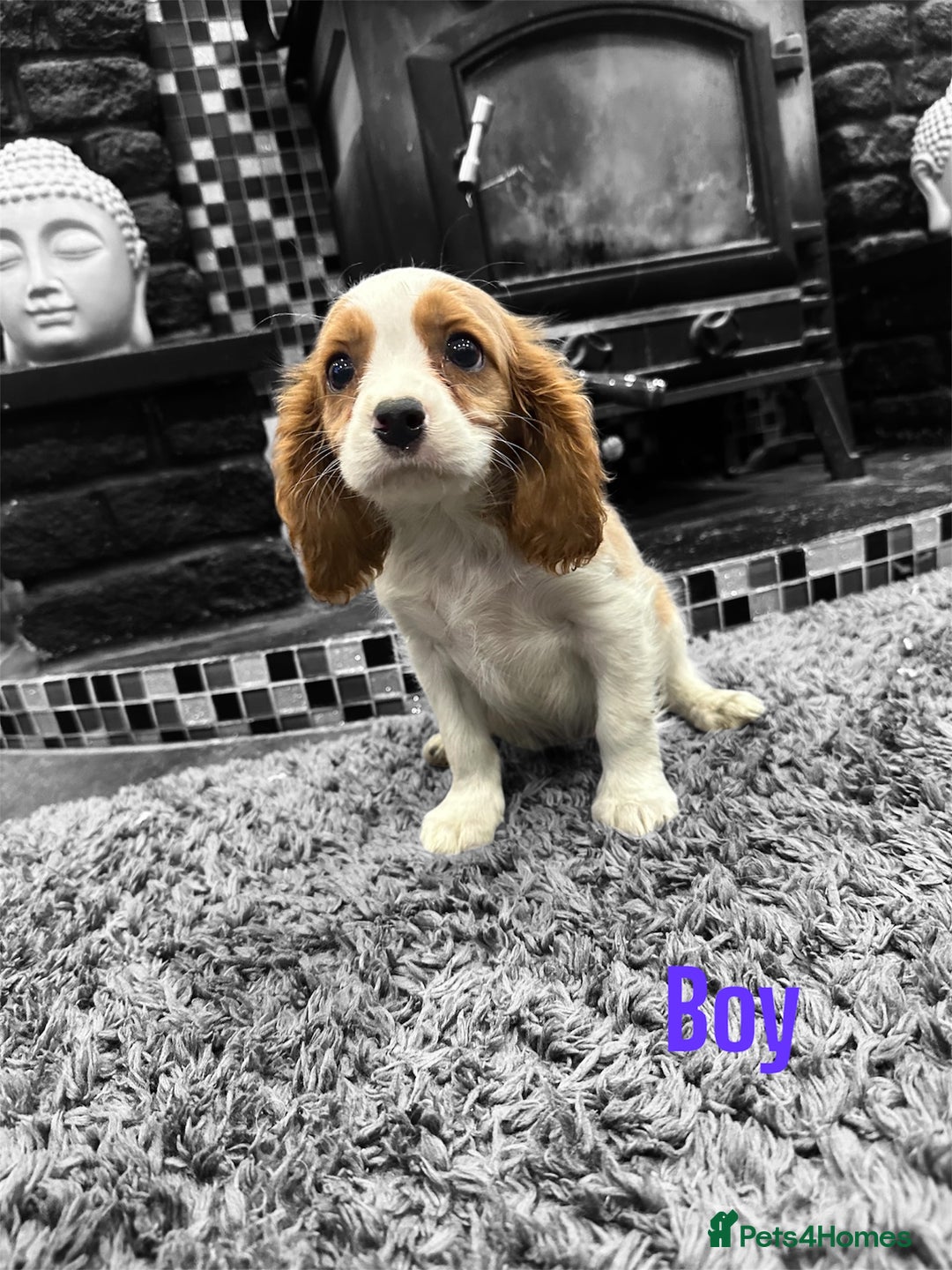 Cavalier King Charles Spaniel dogs for sale: *KC Registered DNA BVA/PRA Clear Cavalier Puppies* - Image 1