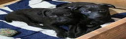 Patterdale Terrier dogs for sale: Patterdale Puppies - Females - Advert 18