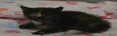 Mixed Breed 2