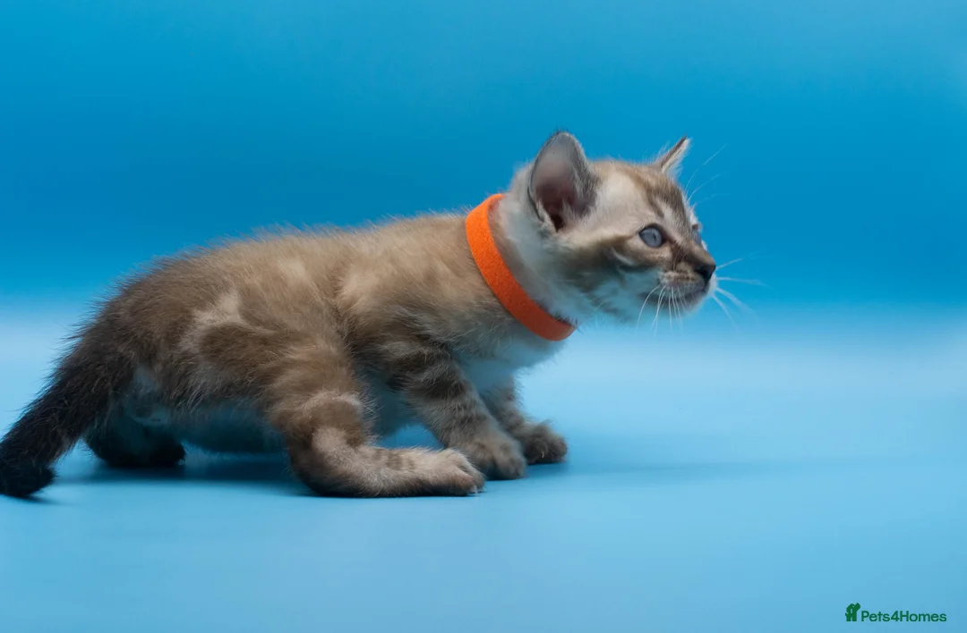 Bengal cats for sale: TICA Registered Bengal Kittens – Truly Magnificent - Advert 20