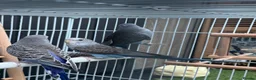 Budgerigars birds for sale: Beautiful budgies mutation job lot  - Advert 6