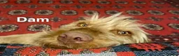 Hungarian Vizsla dogs for sale: Hungarian WIREHAIRED VIZSLA puppies KC reg'd  - Advert 3