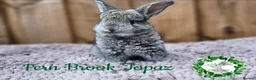 Continental Giant rabbits for sale: Purebred Continental Giants - Advert 5
