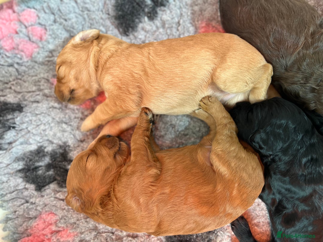 Labradoodle dogs for sale: 6 very cute Labradoodle puppies  - Image 6