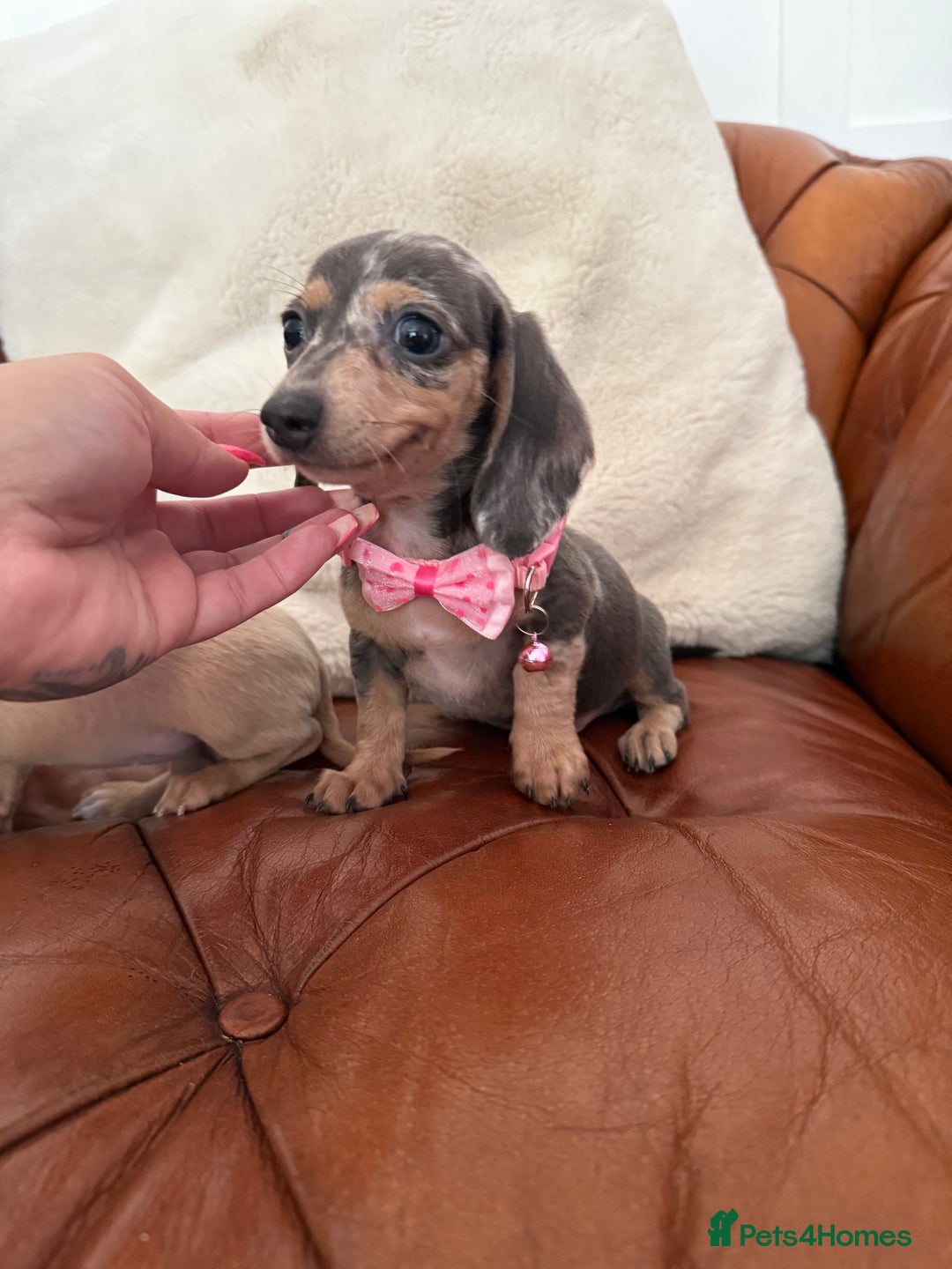 Miniature Dachshund dogs for sale: Beautiful Mini Dachshund Pups 🐶 5 Star ⭐ Breeder - Image 19