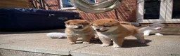 Japanese Shiba Inu dogs for sale: KC registered Japanese Shiba Inu puppies - Advert 9