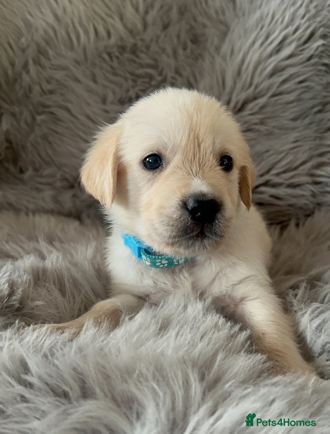 Golden Retriever dogs for sale: KC REGISTERED GOLDEN RETRIEVER PUPS - Image 19