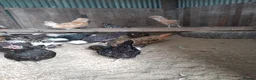 Chickens poultry for sale: Polish and Polish Frizzle Bantams  - Advert 3