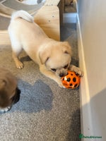Pug dogs Last Fabulous Puppy available for Loving Home 🏡 - Advert 14