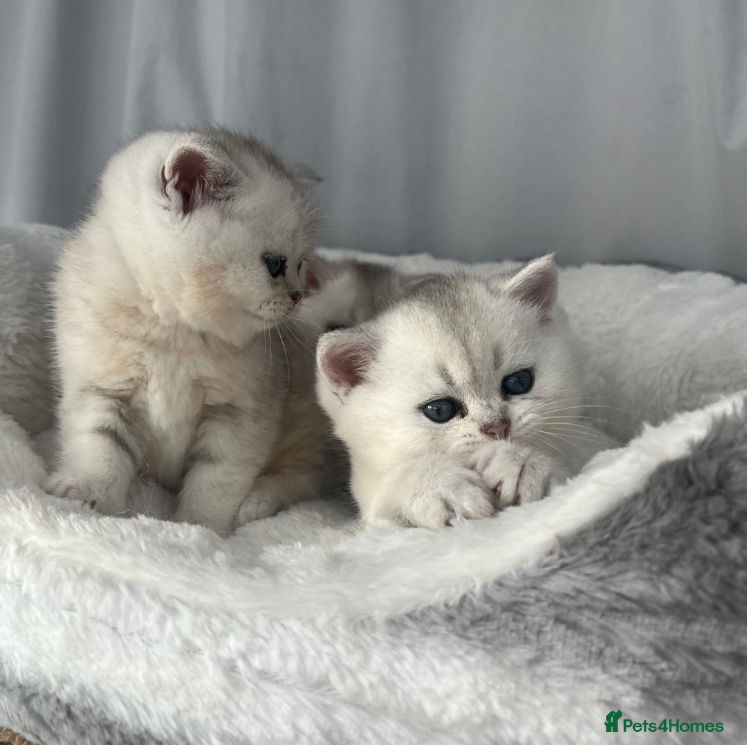 Scottish Fold cats for sale: Adorable Blue-Eyed Scottish Fold Kittens - Advert 8