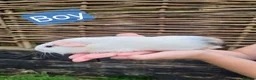 Guinea Pig rodents for sale: Tricolour guinea pigs, babies and adults in Didcot - Advert 11