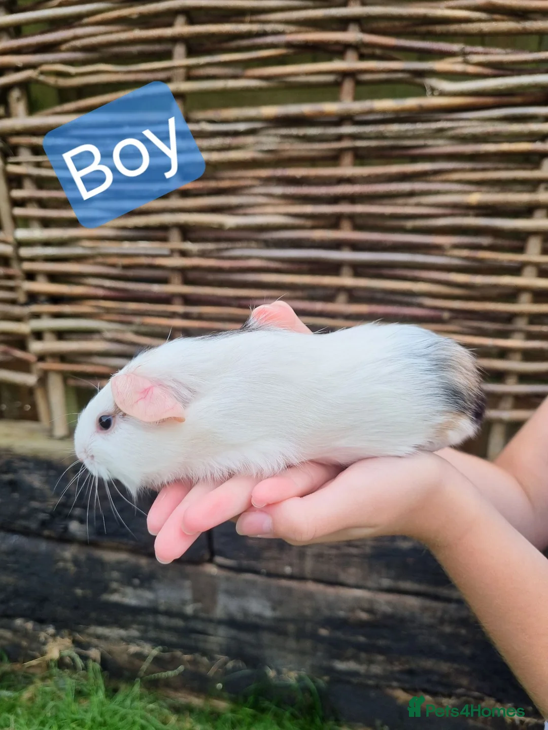 Guinea Pig rodents for sale: Tricolour guinea pigs, babies and adults in Didcot - Advert 11