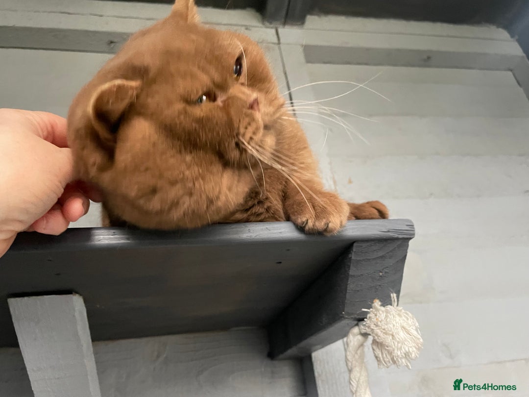 British Shorthair cats for stud: 🔥🐻 GCCF TICA  CINNAMON TEDDY BEAR FOR STUD🔥 in Derby - Advert 6