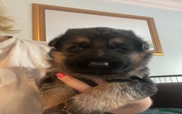 German Shepherd dogs for sale: German shepherd puppies kc registered - Image 13
