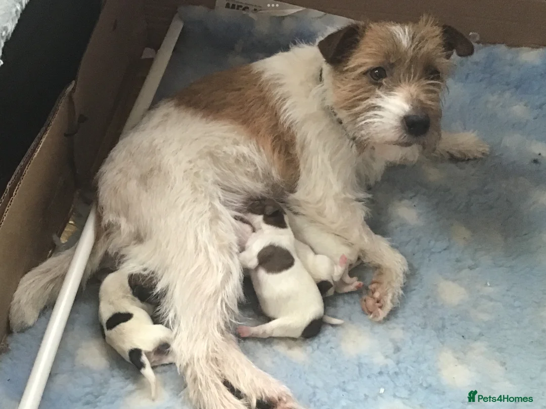 Jack Russell dogs for sale: 2 beautiful kc reg jack Russel terriers  in Brechin - Advert 2