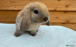 Mini Lop rabbits for sale: Reserved *sooty fawn *ready to leave mini lop  - Image 2