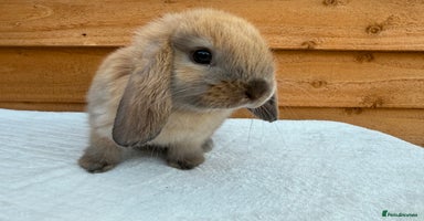 Mini Lop rabbits - Advert 13
