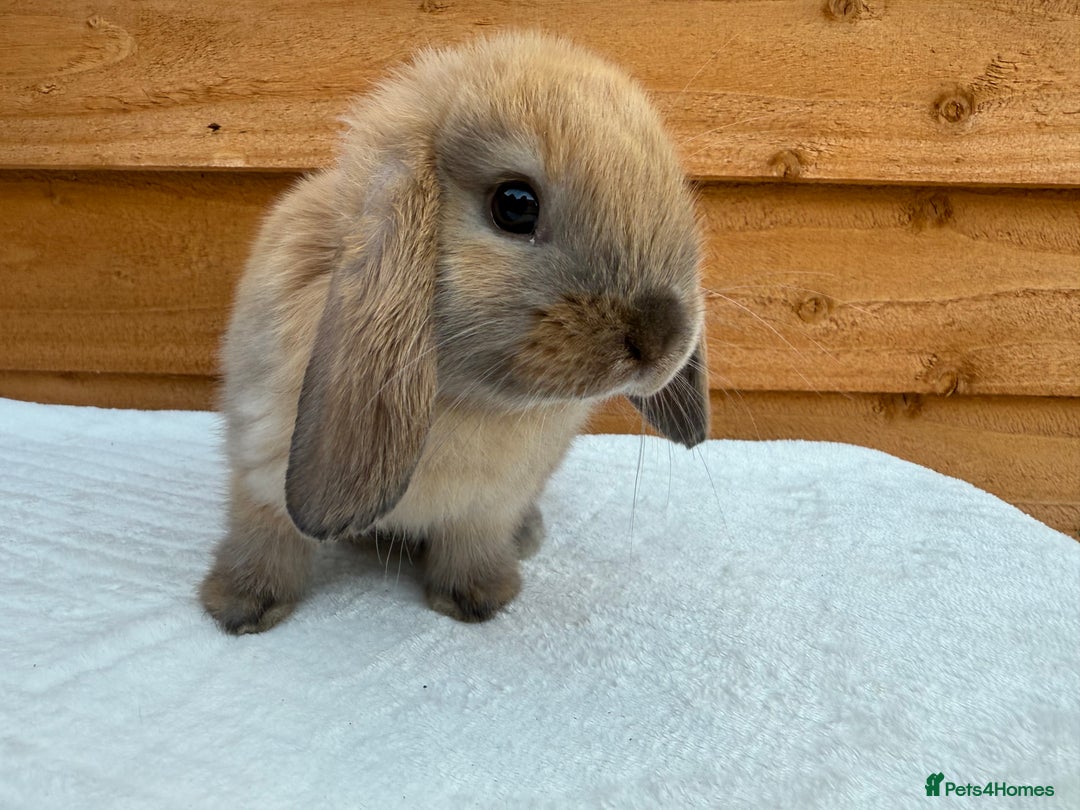 Mini Lop rabbits for sale: Reserved *sooty fawn *ready to leave mini lop  - Image 2
