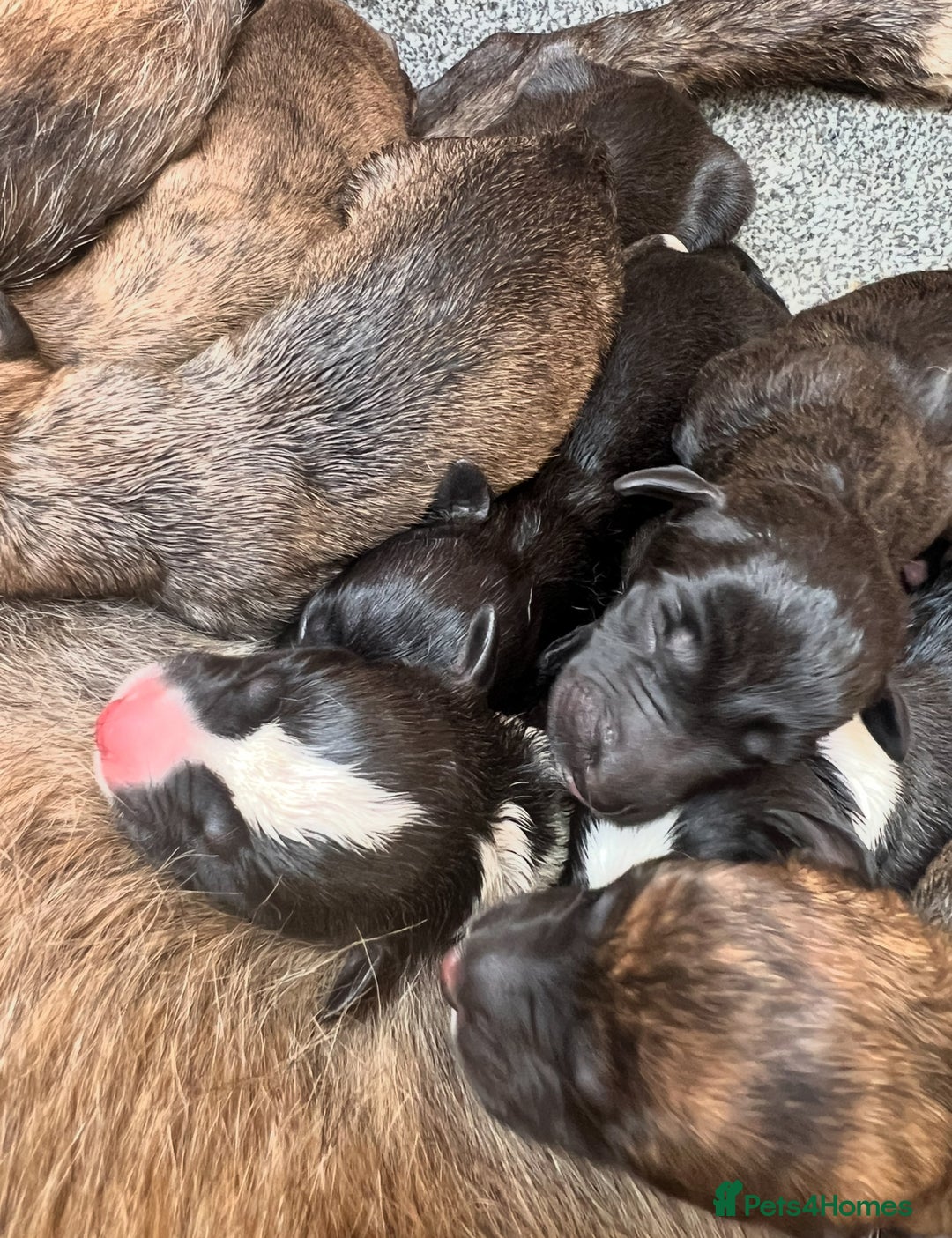 Lurcher dogs for sale: Lurcher puppies  - Image 2