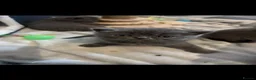 Persian cats for sale: Gorgeous Persians kittens  - Advert 16
