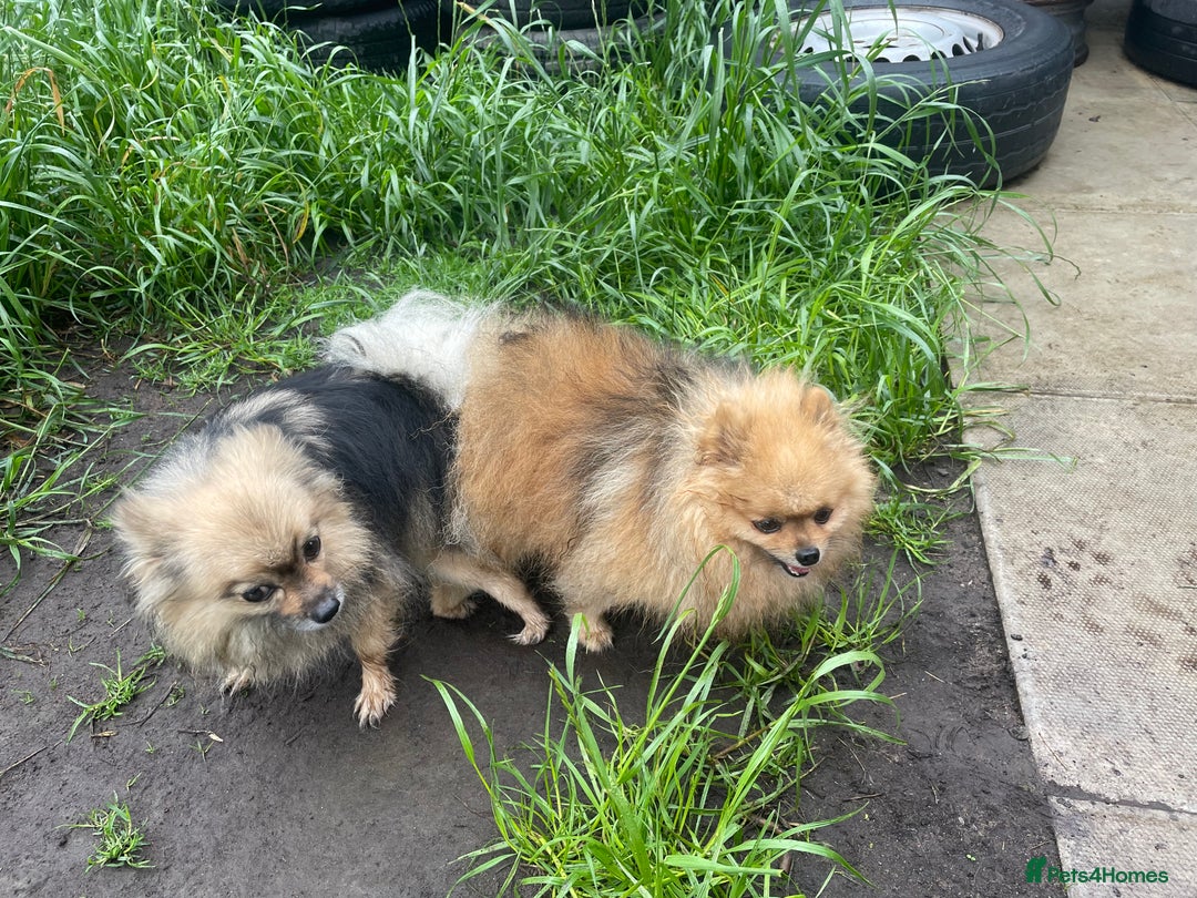 Pomeranian dogs for sale: 3 stunning girls  - Image 11