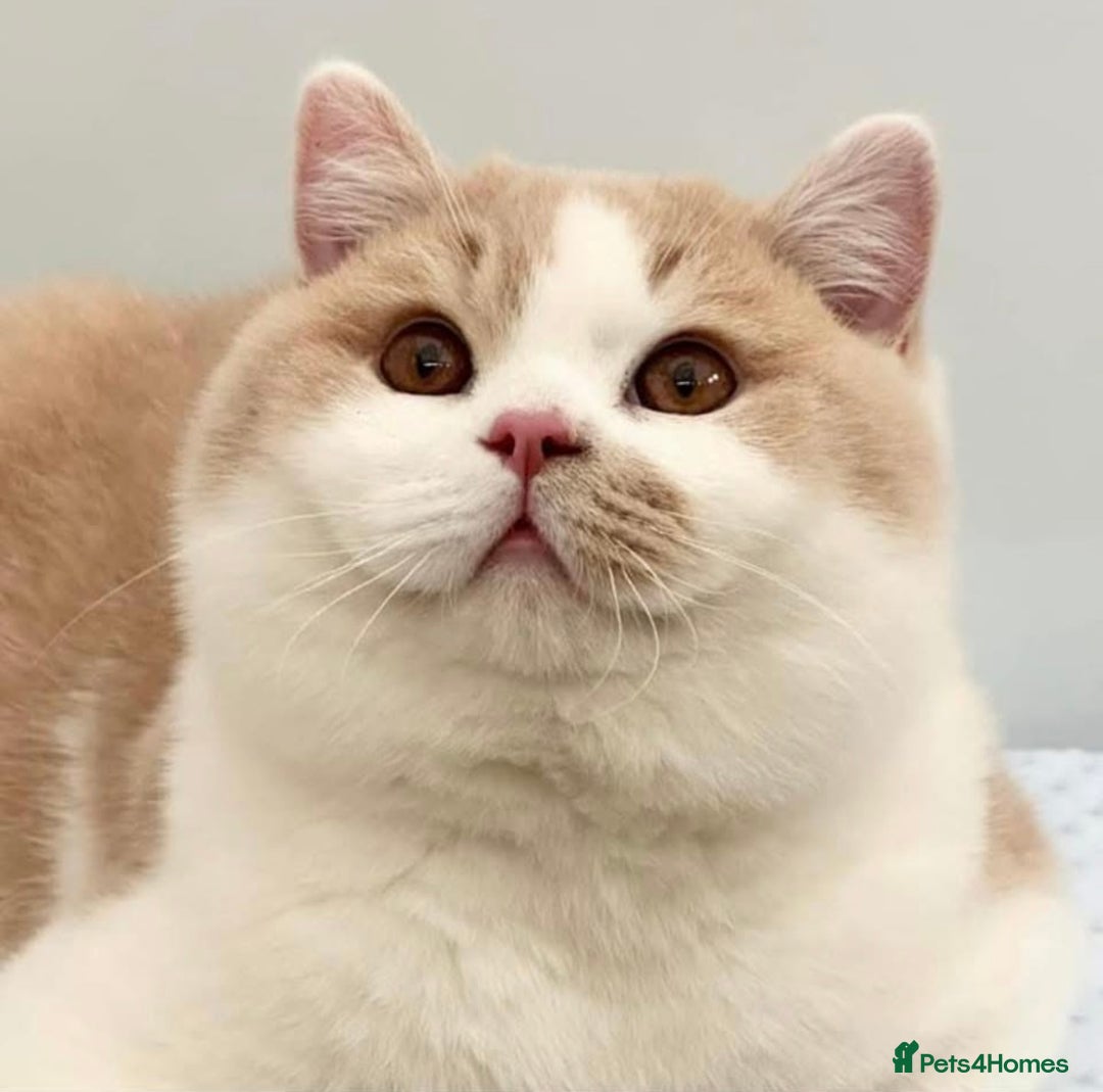 British Shorthair cats for sale: Gorgeous Quality British Kittens - Advert 17