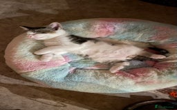 British Longhair cats for sale: White and tabby boy ready now  - Image 4