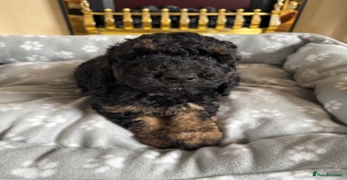 Cockapoo dogs - Advert 7