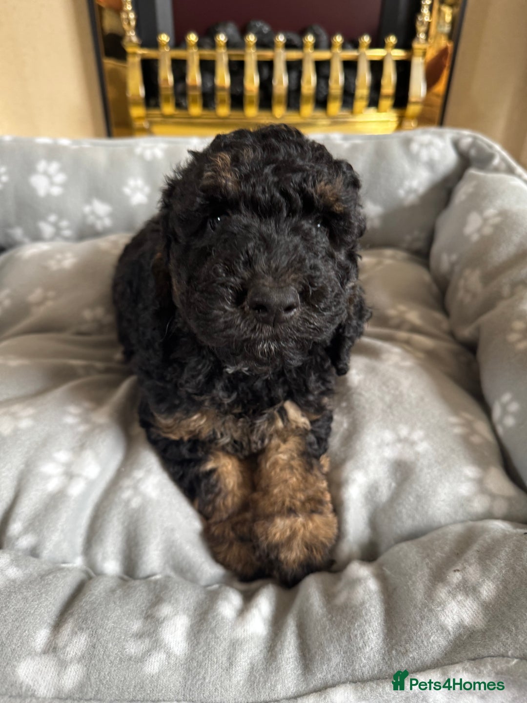 Cockapoo dogs for sale: F1 toy Cockapoo  - Image 2