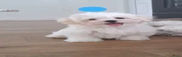 Maltese dogs for sale: 🐾❤️Beautiful Maltese Puppies For Sale❤️🐶 - Advert 10