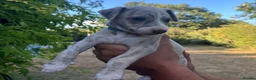 Whippet dogs for sale: Pedigree English Whippet Puppies  in Salisbury - Advert 11