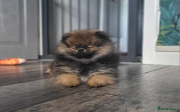 Pomeranian dogs for sale: Female Pomeranian Girl - Image 1