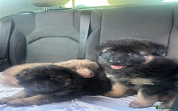 German Shepherd dogs for sale: KC REG GSD PUPPIES FULLY SCORED AND TESTED PARENTS - Image 12