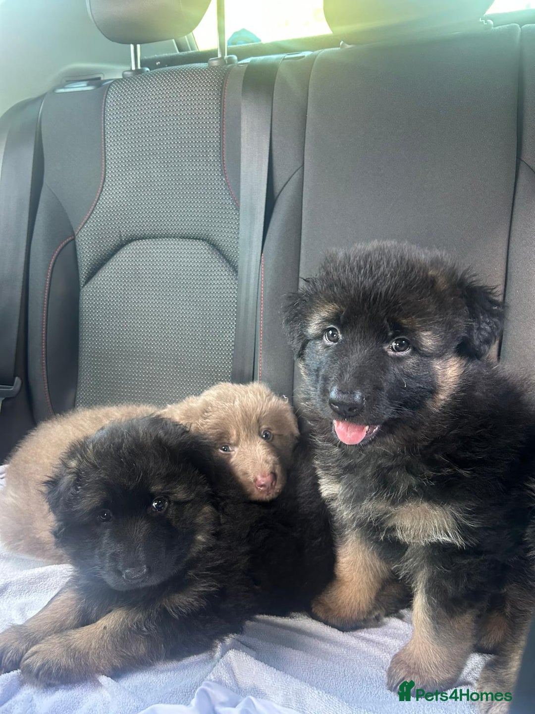 German Shepherd dogs for sale: KC REG GSD PUPPIES FULLY SCORED AND TESTED PARENTS - Image 12