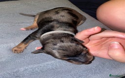 Mixed Breed dogs for sale: Mixed breed puppies READY TO GO! - Image 29