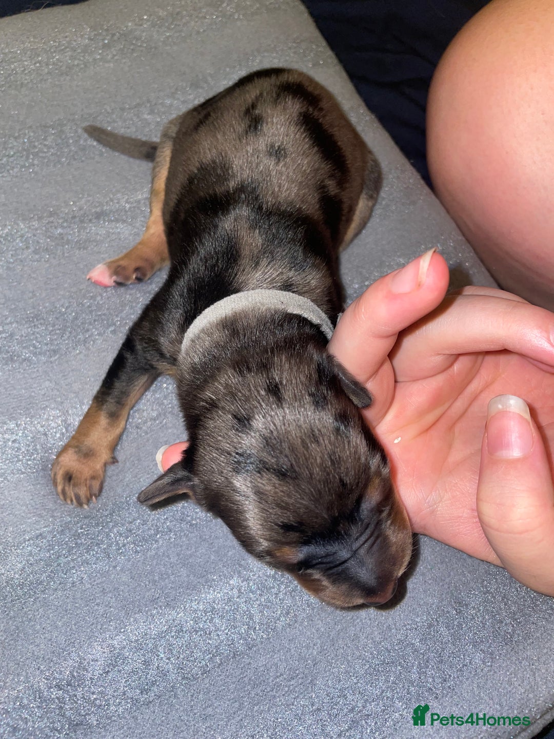 Mixed Breed dogs for sale: Mixed breed puppies READY TO GO! - Image 29