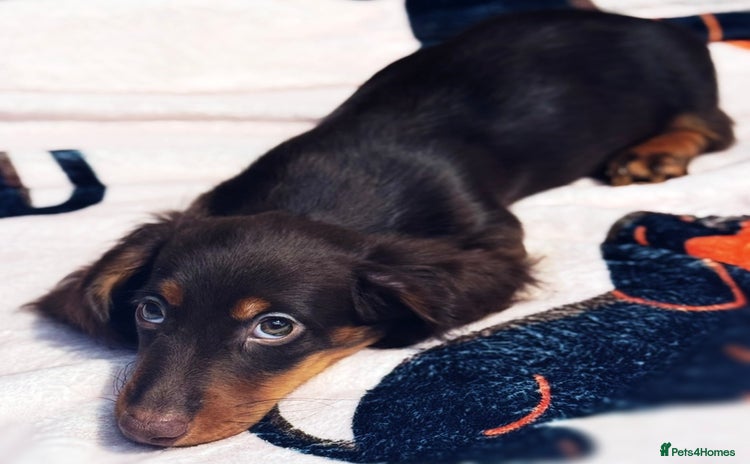 Miniature Dachshund dogs - Advert 1