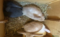 Mini Lop rabbits for sale: Sweet Baby Mini lops . - Image 10