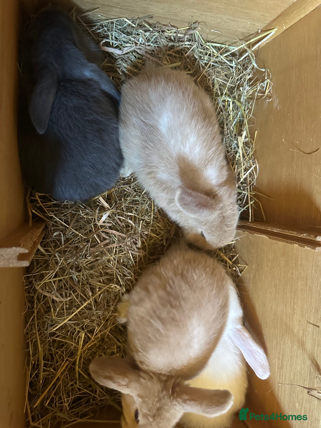 Mini Lop rabbits for sale: Sweet Baby Mini lops . - Image 10